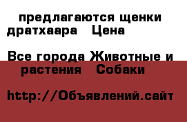 предлагаются щенки дратхаара › Цена ­ 20 000 - Все города Животные и растения » Собаки   